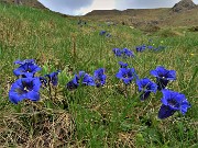 18 Gentiana acaulis (Genziana di Koch) 